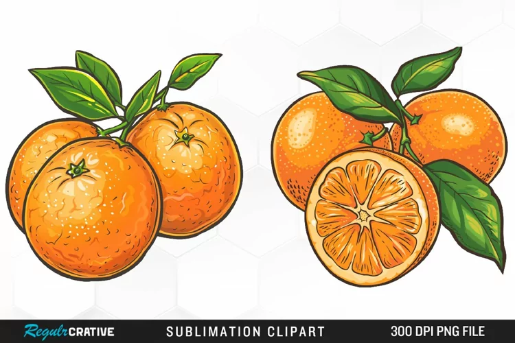 Watercolor Oranges Illustration Clipart