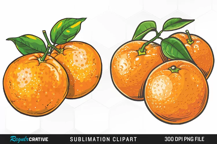 Watercolor Oranges Illustration Clipart