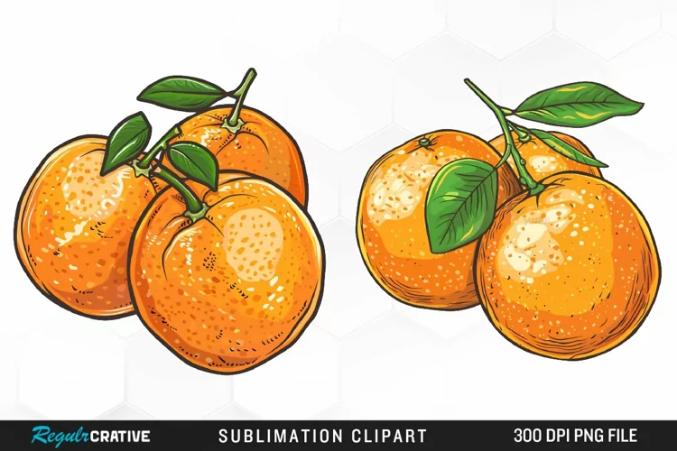 Watercolor Oranges Illustration Clipart