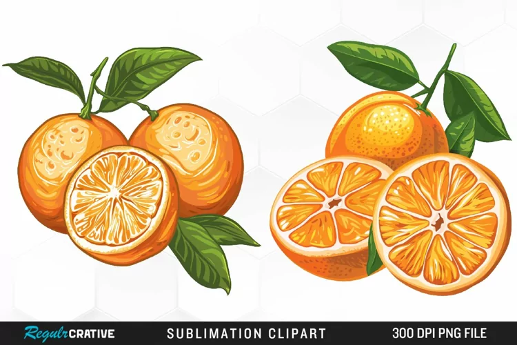 Watercolor Oranges Illustration Clipart