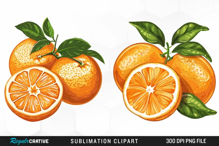 Watercolor Oranges Illustration Clipart