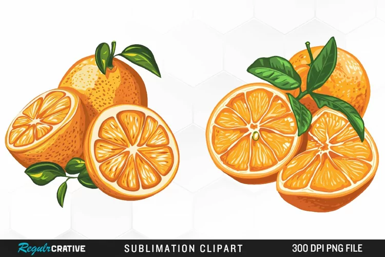 Watercolor Oranges Illustration Clipart