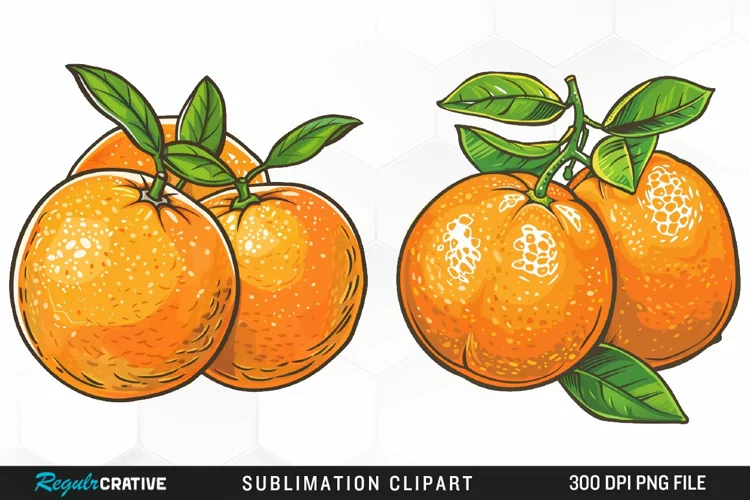 Watercolor Oranges Illustration Clipart