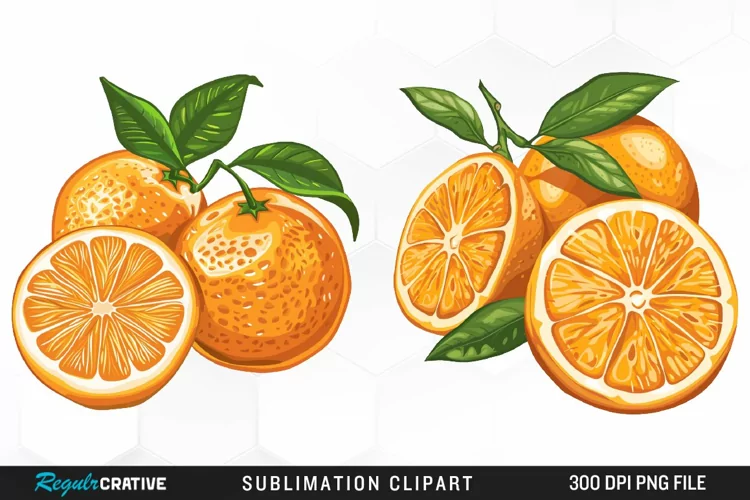 Watercolor Oranges Illustration Clipart