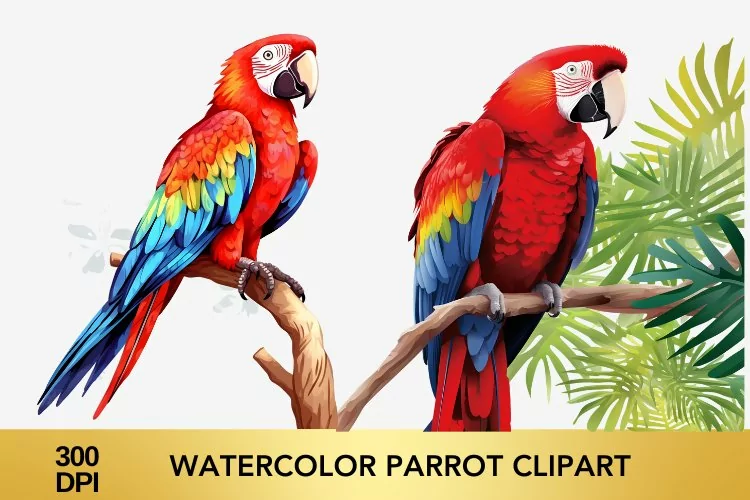 2 png Watercolor parrot Clipart, parrot Sublimation