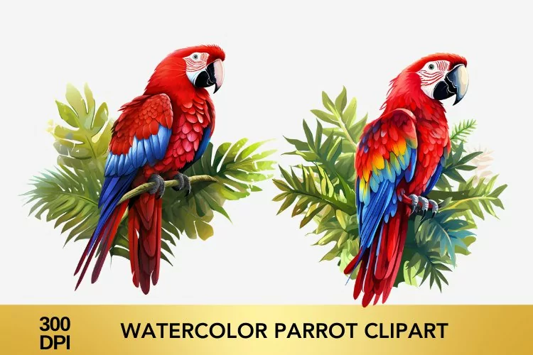 2 png Watercolor parrot Clipart, parrot Sublimation