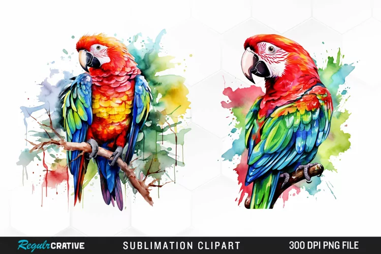 Watercolor Parrot Sublimation PNG Clipart