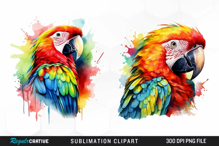 Watercolor Parrot Sublimation PNG Clipart