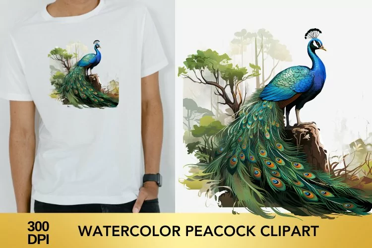 Watercolor peacock Clipart, peacock Sublimation