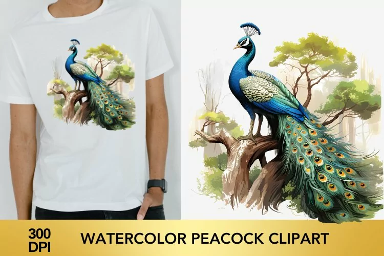 Watercolor peacock Clipart, peacock Sublimation