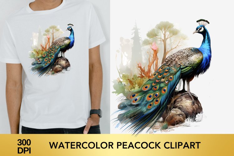 Watercolor peacock Clipart, peacock Sublimation