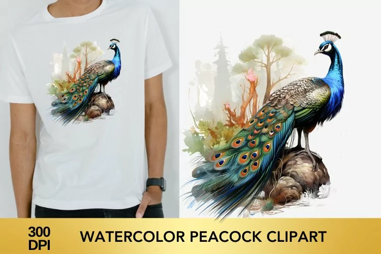 Watercolor peacock Clipart, peacock Sublimation