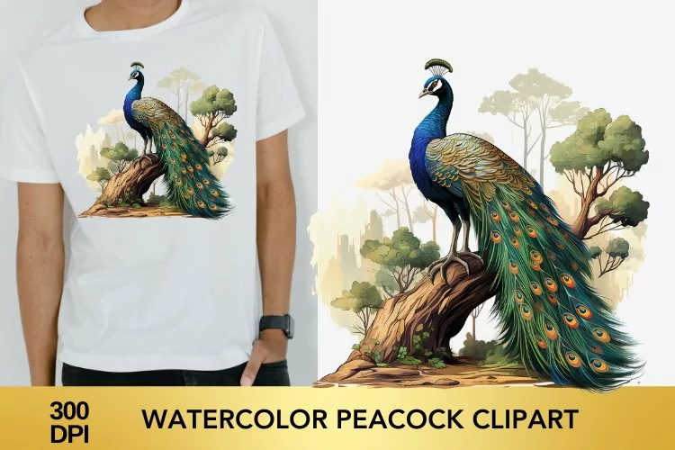 Watercolor peacock Clipart, peacock Sublimation