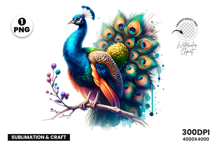 Watercolor Peacock Clipart PNG Sublimation Design