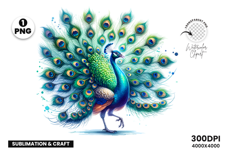 Watercolor Peacock Clipart PNG Sublimation Design