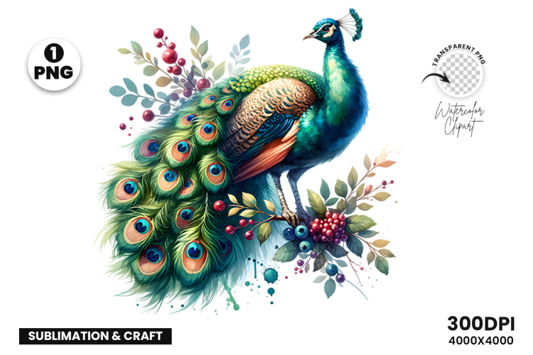 Watercolor Peacock Clipart PNG Sublimation Design