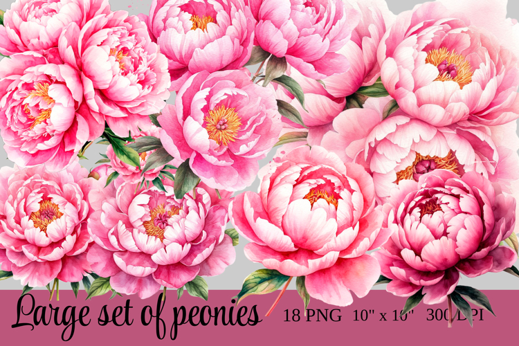 Watercolor Peony Clipart Pink Flower PNG Set