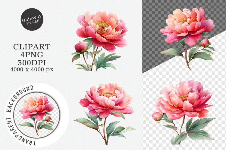 Watercolor Peony Flower Clipart