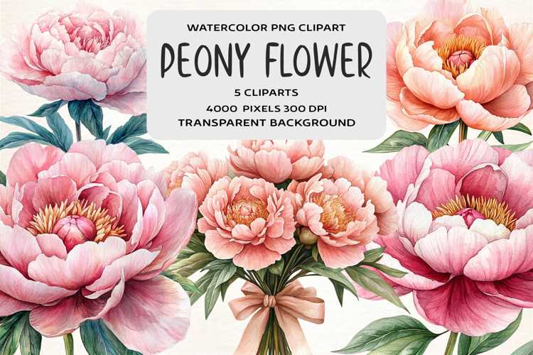 Watercolor Peony Flower Clipart