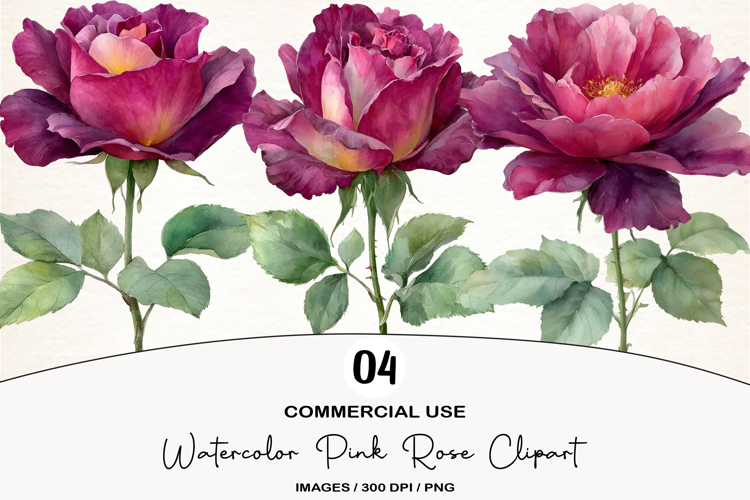 Watercolor Pink Rose Clipart