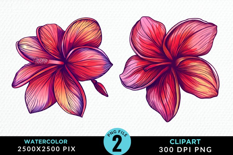 Plumeria Clipart Image 9