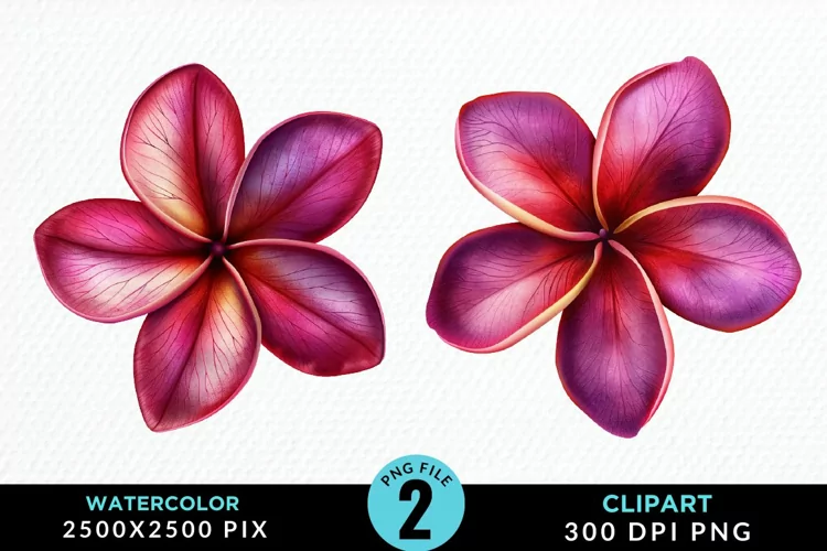 Watercolor Plumeria Flower Exquisite Clipart