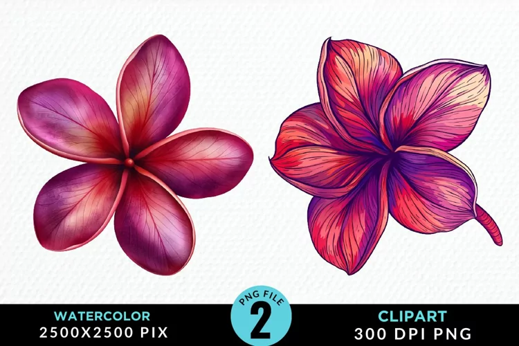 Watercolor Plumeria Flower Exquisite Clipart