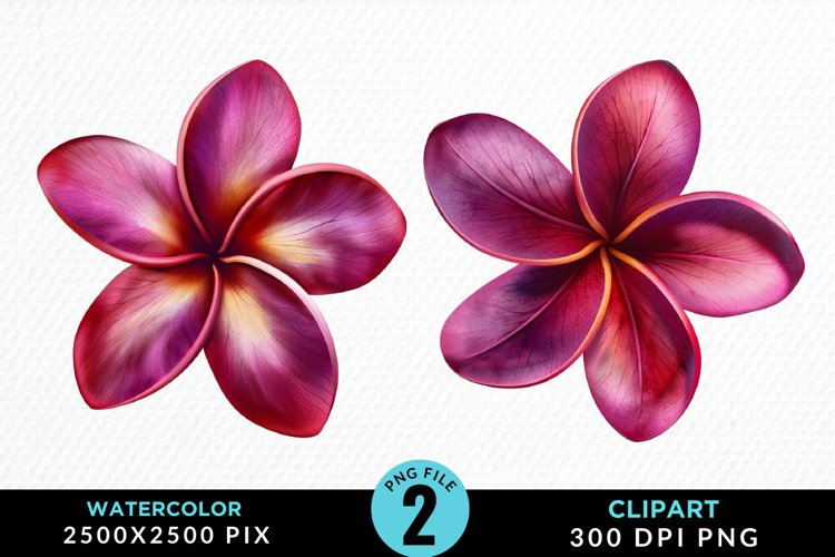 Plumeria Clipart Image 7