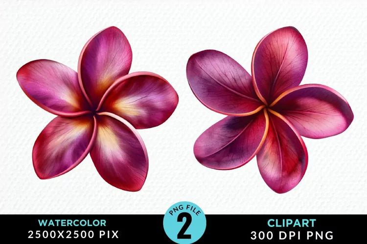 Watercolor Plumeria Flower Exquisite Clipart