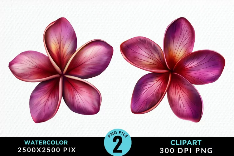 Watercolor Plumeria Flower Exquisite Clipart