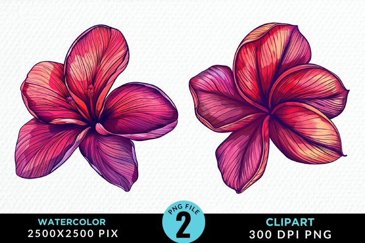 Plumeria Clipart Image 6