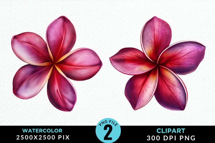 Watercolor Plumeria Flower Exquisite Clipart example image 1