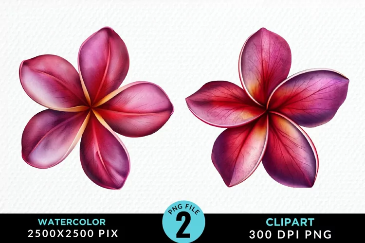 Watercolor Plumeria Flower Exquisite Clipart