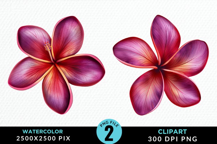 Plumeria Clipart Image 8