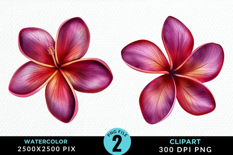Watercolor Plumeria Flower Artwork Clipart