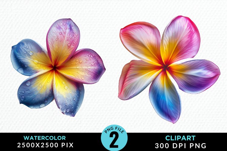 Watercolor Plumeria Flower Exquisite Clipart