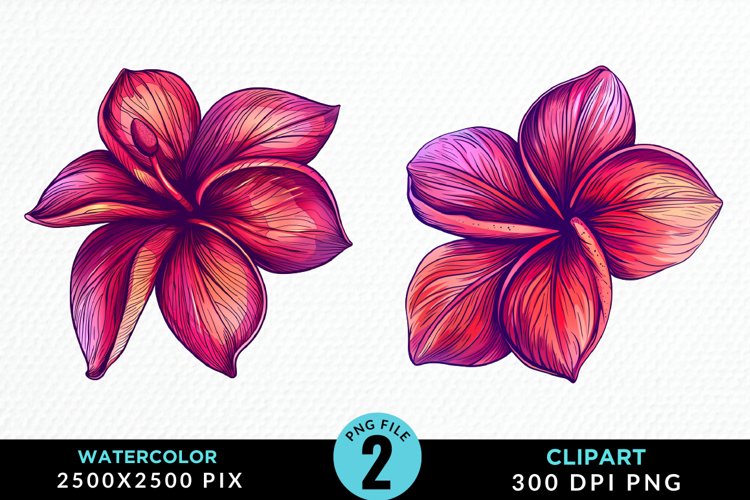 Plumeria Clipart Image 5
