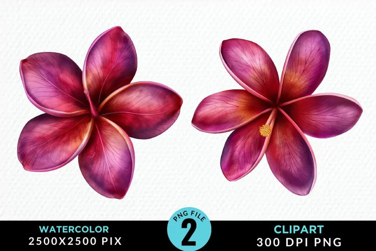 Watercolor Plumeria Flower Exquisite Clipart