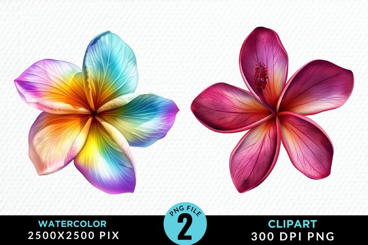 Plumeria Clipart Image 2