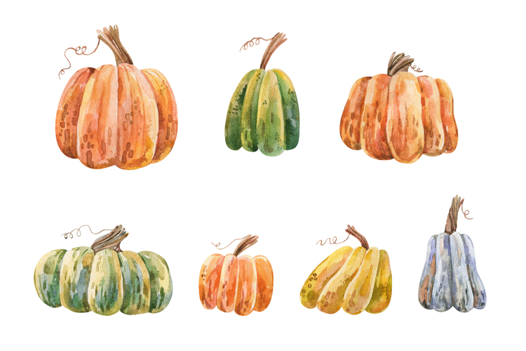 Watercolor Pumpkin Isolated White Background