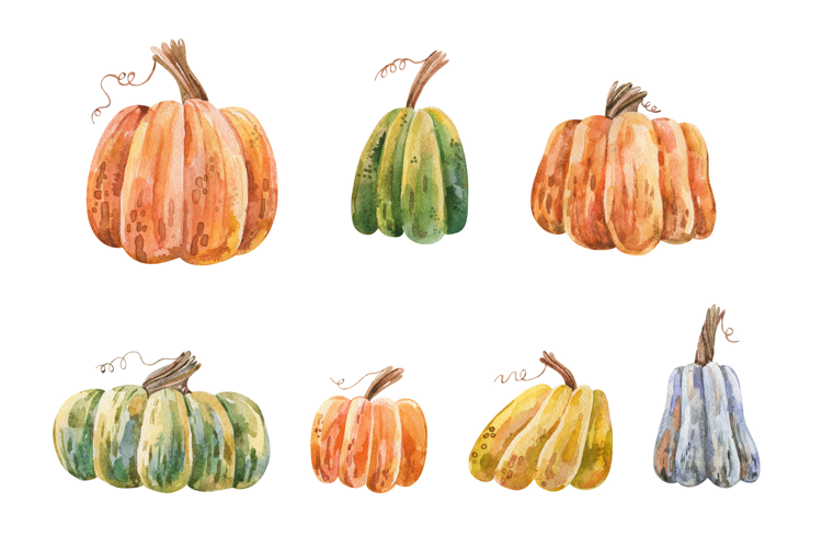 Watercolor Pumpkin Isolated White Background