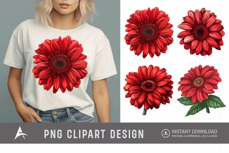 Watercolor Red Gerbera Daisy Flowers Clipart