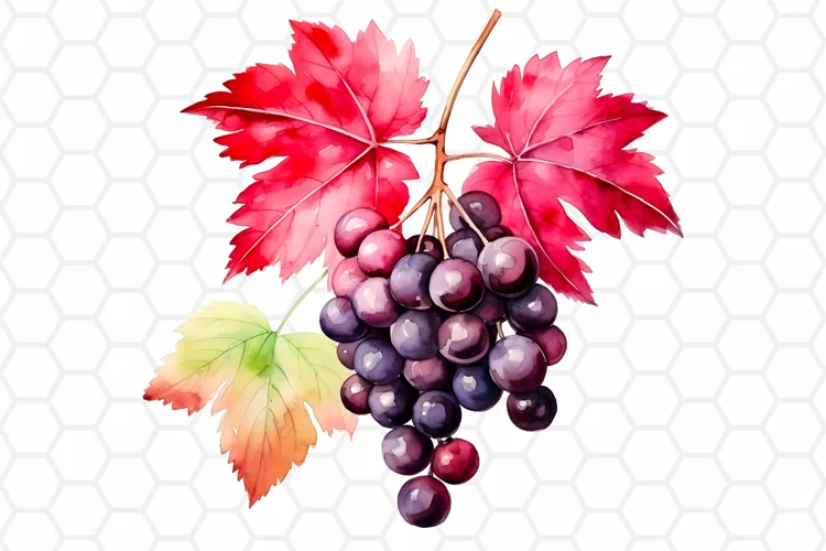 Watercolor Red Grape Sublimation Clipart PNG