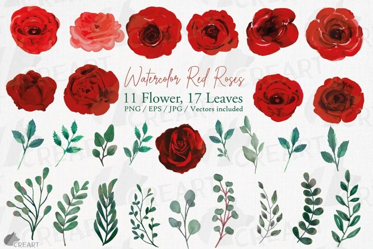 Rose PNG Image 20