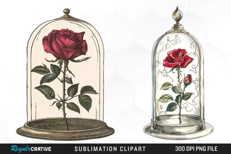 Rose PNG Image 8