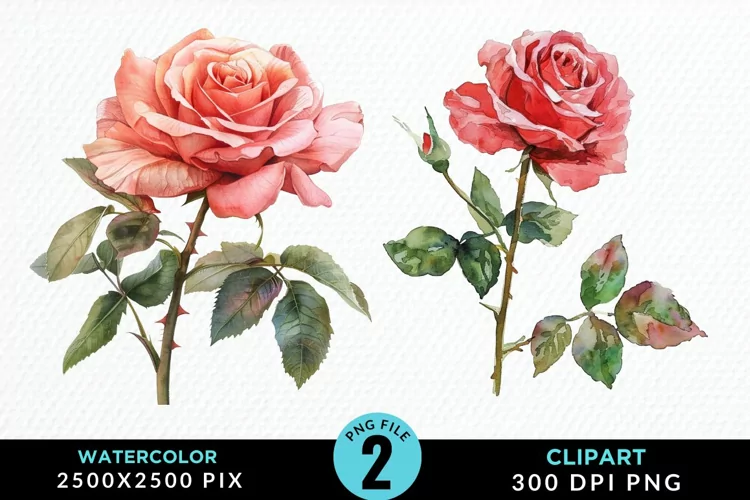 Watercolor Rose Illustration PNG Clipart