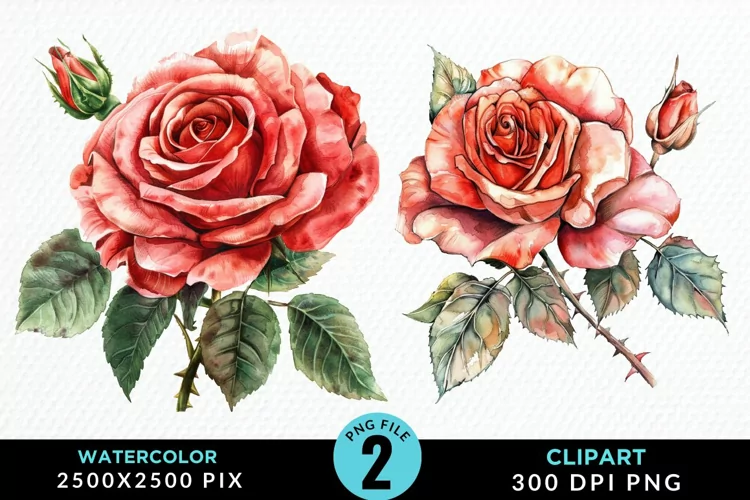 Watercolor Rose Illustration PNG Clipart