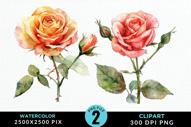 Watercolor Rose Illustration PNG Clipart