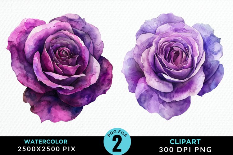 Purple Rose Png Image 21