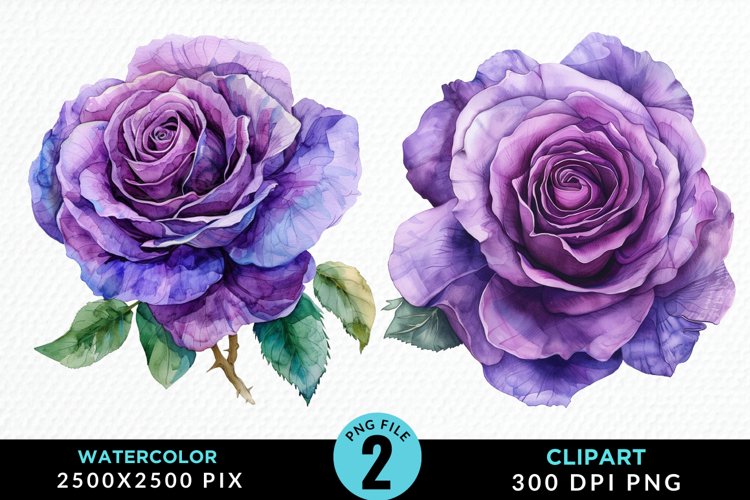 Purple Rose Png Image 20